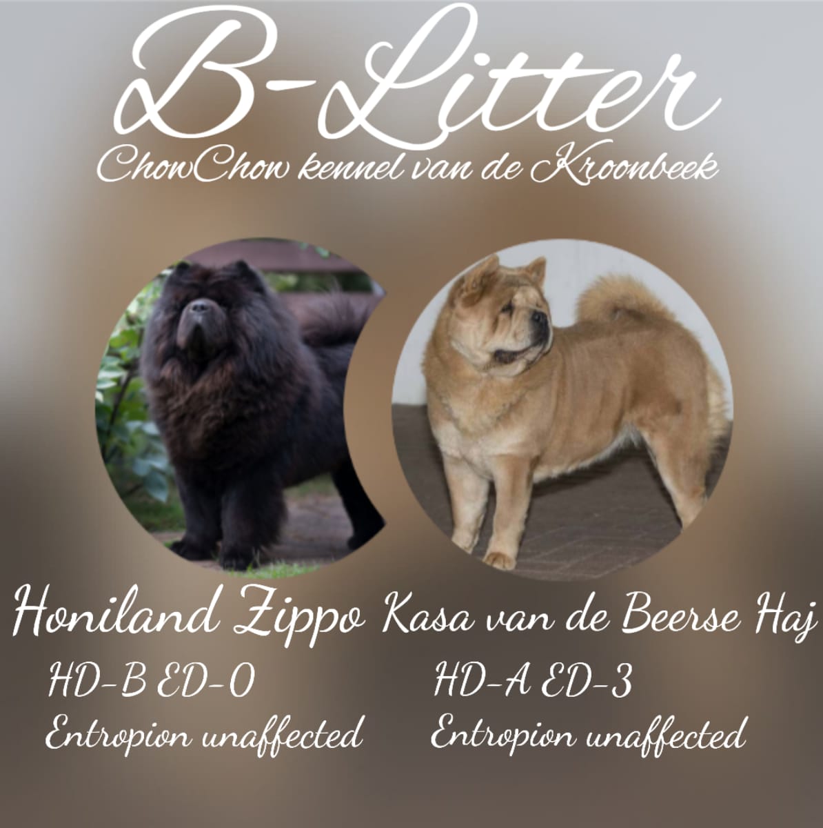 B-Litter B-Litter