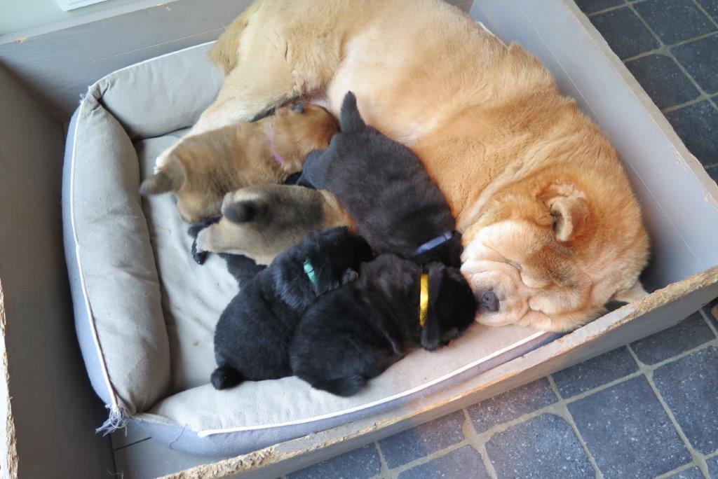 Kasa van de Beerse Haj day 22 Kasa van de Beerse Haj with her B-Litter