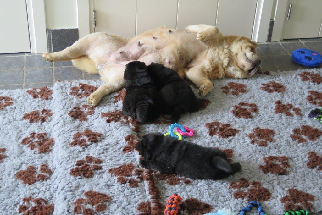 Kasa van de Beerse Haj day 29 Kasa van de Beerse Haj with her B-Litter