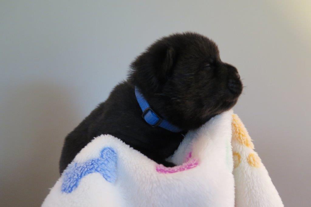 Benjamin V.D. Kroonbeek (Puppy Blue) day 15 Benjamin V.D. Kroonbeek (Puppy Blue) Black Smooth