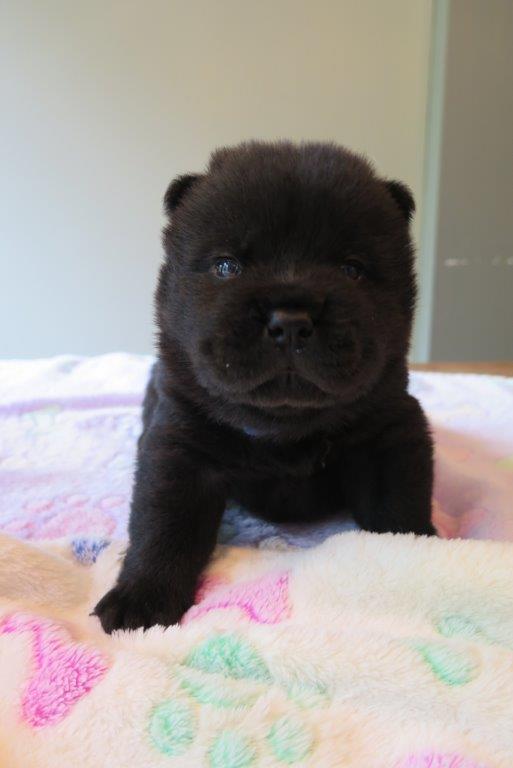 Benjamin V.D. Kroonbeek (Puppy Blue) day 22 Benjamin V.D. Kroonbeek (Puppy Blue) Black Smooth