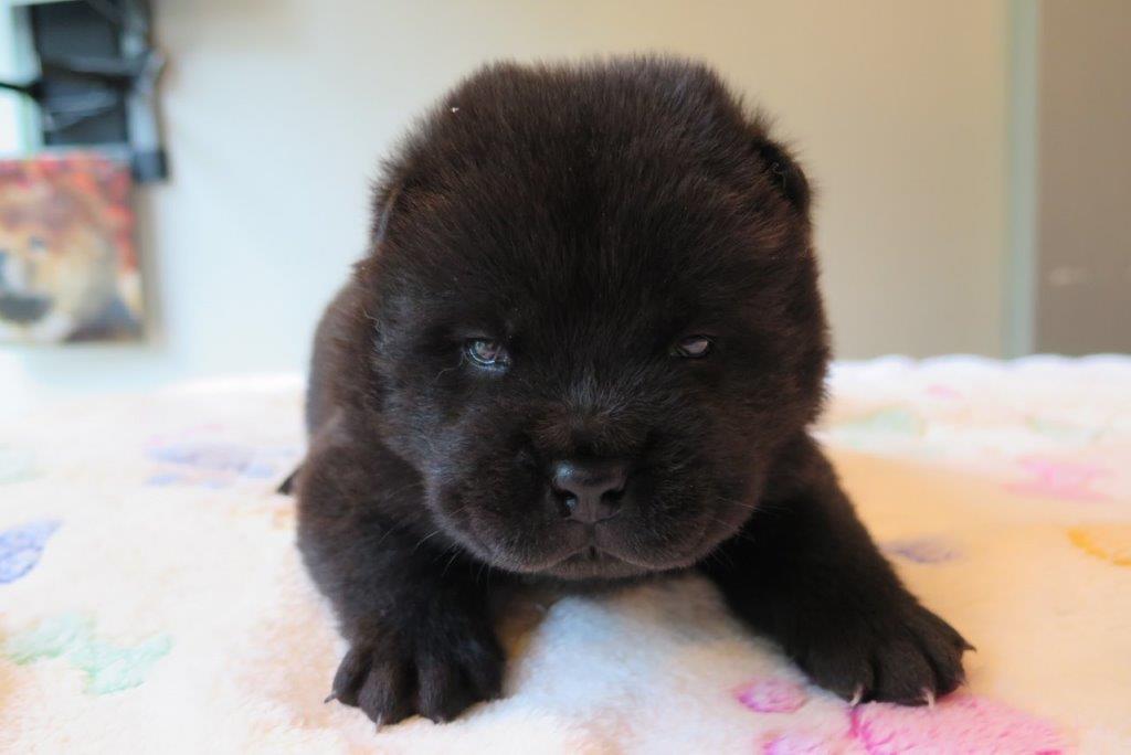 Benjamin V.D. Kroonbeek (Puppy Blue) day 22 Benjamin V.D. Kroonbeek (Puppy Blue) Black Smooth