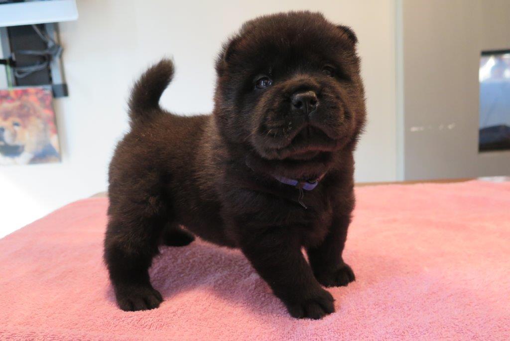 Benjamin V.D. Kroonbeek (Puppy Blue) day 39 Benjamin V.D. Kroonbeek (Puppy Blue) Black Smooth