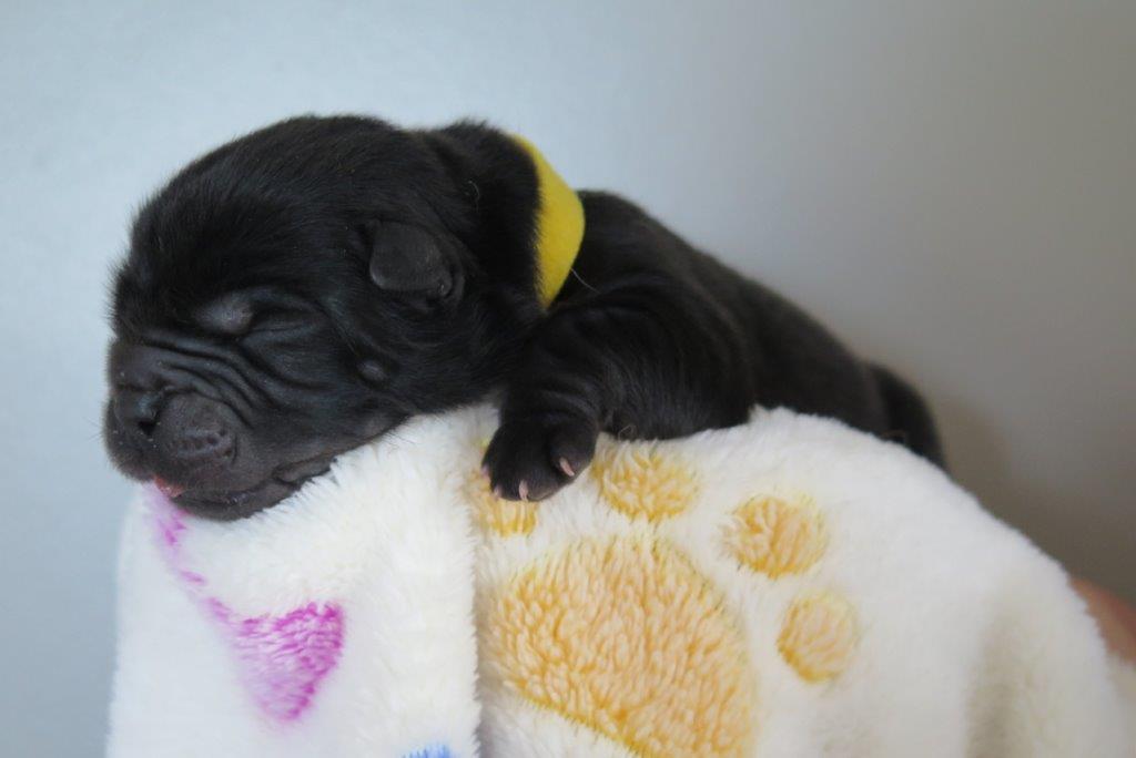 Balto V.D. Kroonbeek (Puppy Yellow) day 8 Balto V.D. Kroonbeek (Puppy Yellow) BlackRough
