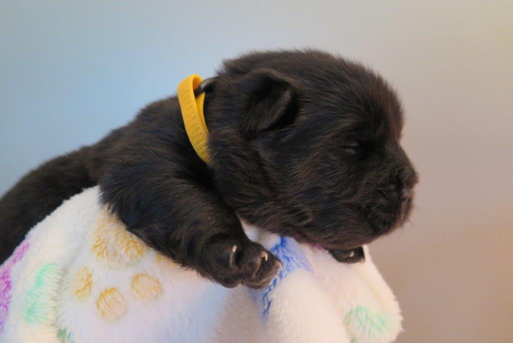 Balto V.D. Kroonbeek (Puppy Yellow) day 15 Balto V.D. Kroonbeek (Puppy Yellow) Black Rough