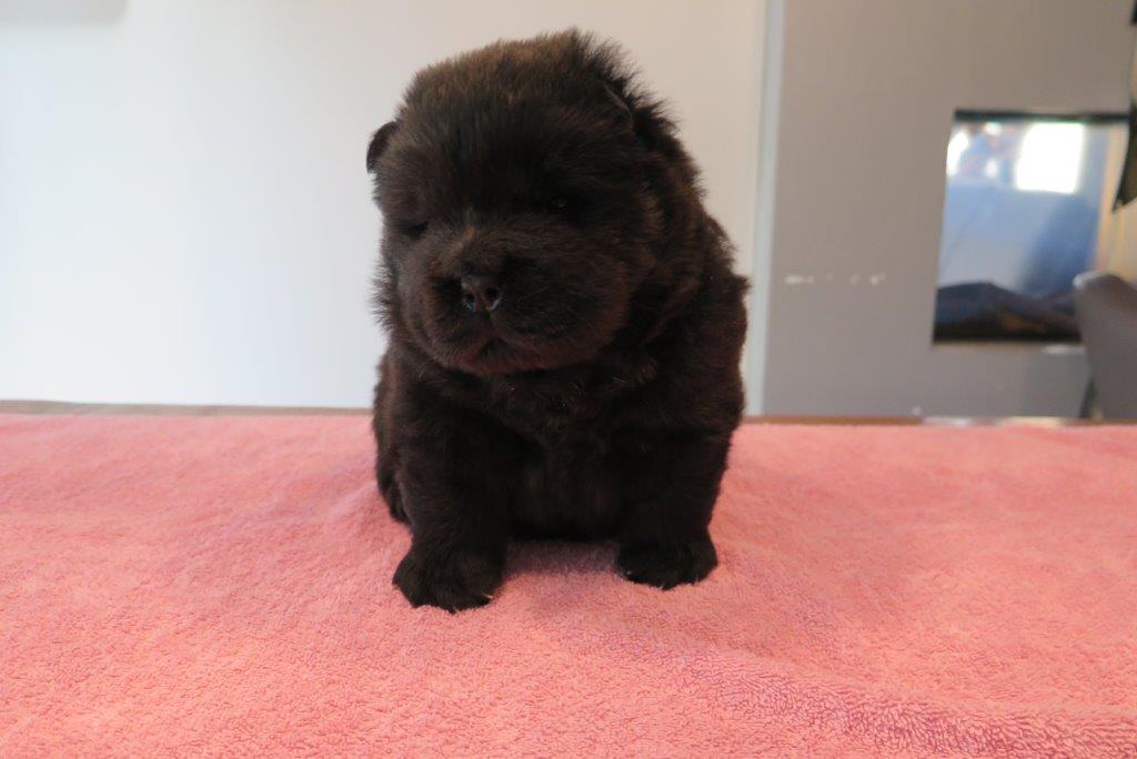 Balto V.D. Kroonbeek (Puppy Yellow) day 29 Balto V.D. Kroonbeek (Puppy Yellow) Black Rough