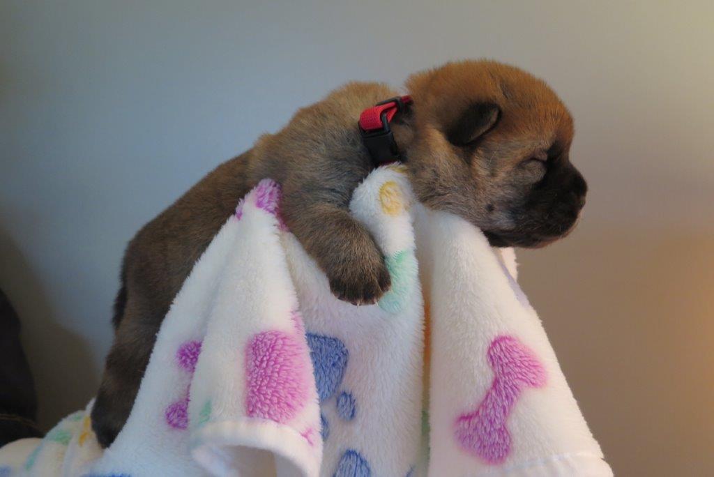 Beauty Jae-Lynn V.D. Kroonbeek (Puppy Red) day 15 Beauty Jae-Lynn V.D. Kroonbeek (Puppy Red) Red Smooth