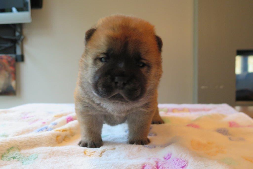Beauty Jae-Lynn V.D. Kroonbeek (Puppy Red) day 22 Beauty Jae-Lynn V.D. Kroonbeek (Puppy Red) Red Smooth