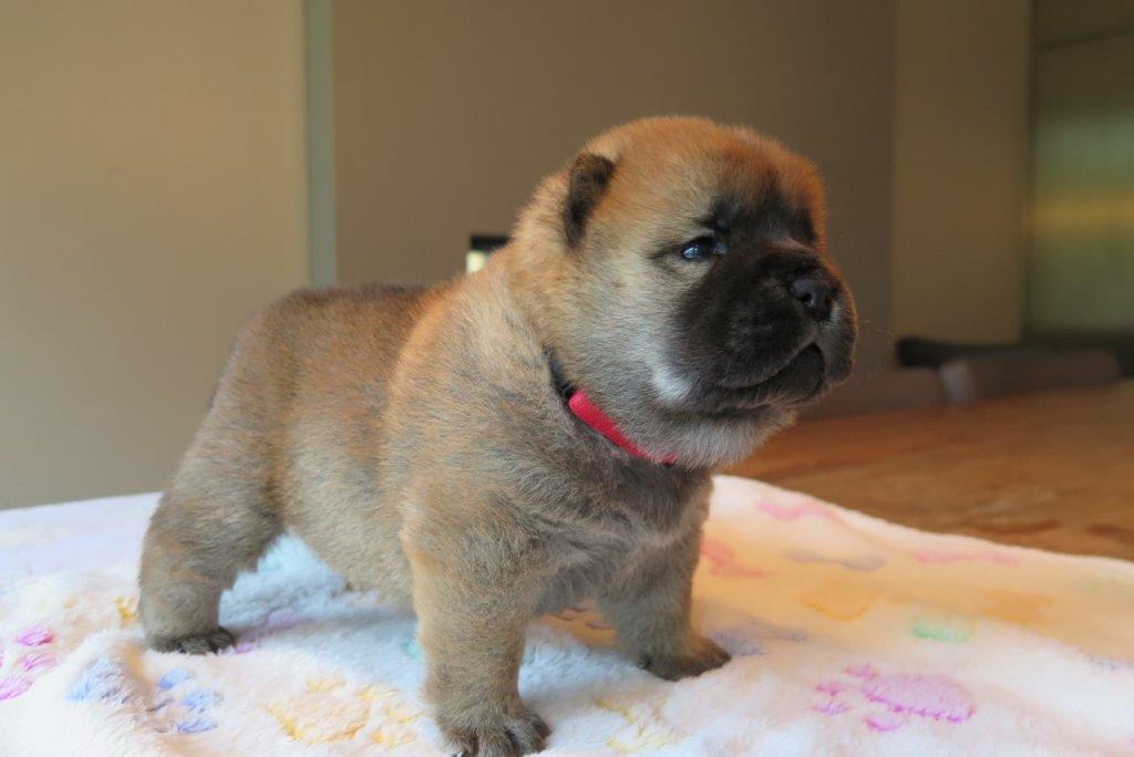 Beauty Jae-Lynn V.D. Kroonbeek (Puppy Rood) dag 22 Beauty Jae-Lynn V.D. Kroonbeek (Puppy Rood) Rood korthaar