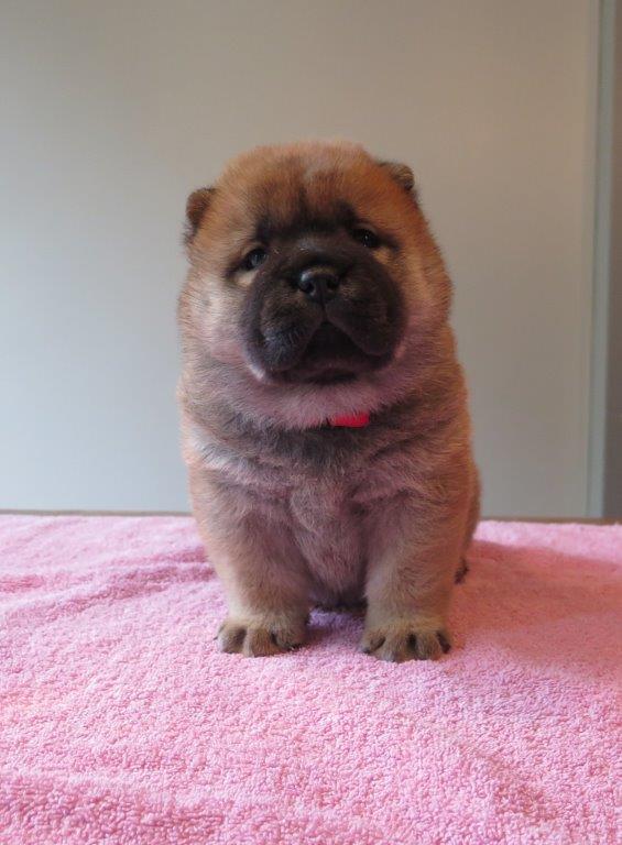Beauty Jae-Lynn V.D. Kroonbeek (Puppy Red) day 29 Beauty Jae-Lynn V.D. Kroonbeek (Puppy Red) Red Smooth