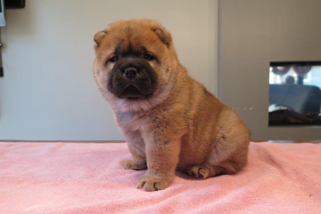 Beauty Jae-Lynn V.D. Kroonbeek (Puppy Red) day 36 Beauty Jae-Lynn V.D. Kroonbeek (Puppy Red) Red Smooth