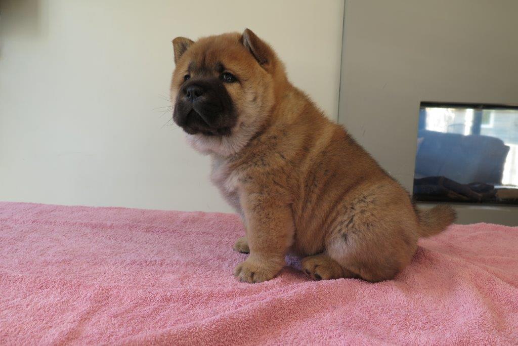 Beauty Jae-Lynn V.D. Kroonbeek (Puppy Rood) dag 43 Beauty Jae-Lynn V.D. Kroonbeek (Puppy Rood) Rood korthaar