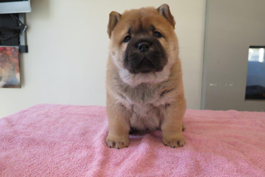 Beauty Jae-Lynn V.D. Kroonbeek (Puppy Rood) dag 43 Beauty Jae-Lynn V.D. Kroonbeek (Puppy Rood) Rood korthaar