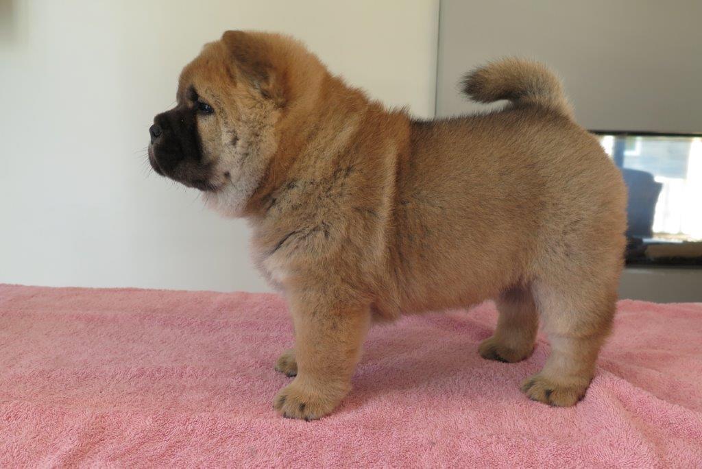 Beauty Jae-Lynn V.D. Kroonbeek (Puppy Rood) dag 43 Beauty Jae-Lynn V.D. Kroonbeek (Puppy Rood) Rood korthaar