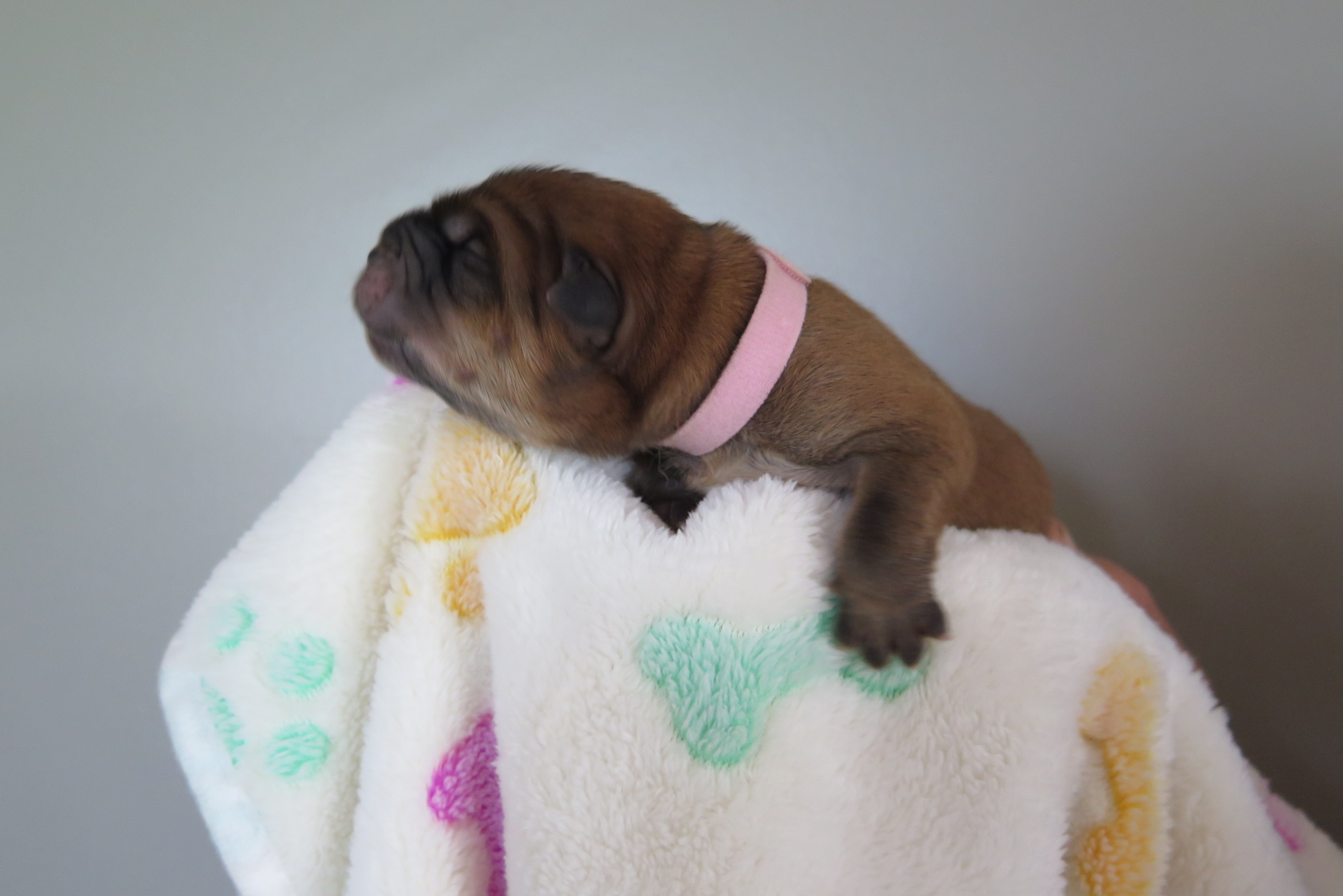 Beatrix V.D. Kroonbeek (Puppy Pink) Red  Smooth