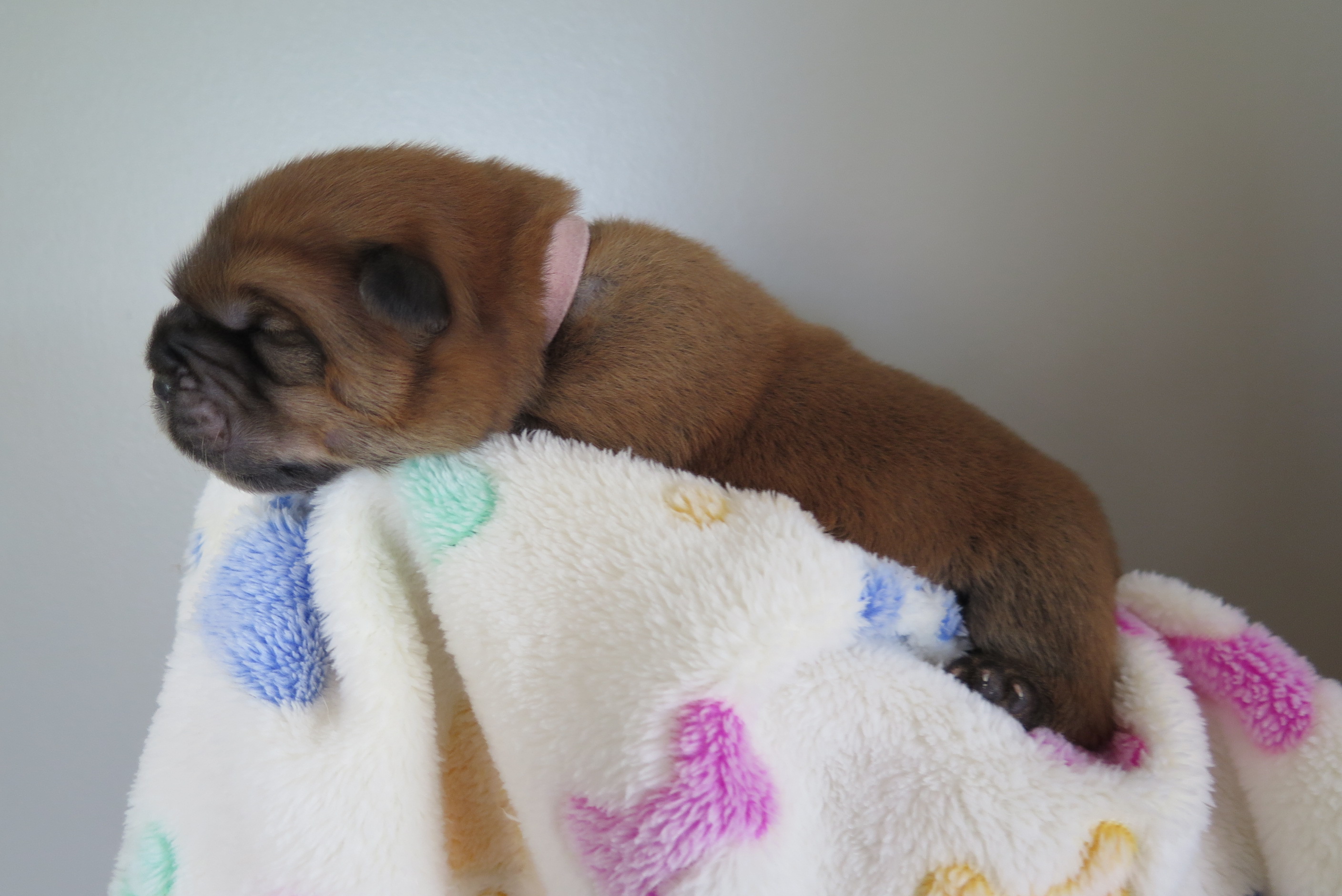 Beatrix V.D. Kroonbeek (Puppy Roze)  Rood Langhaar