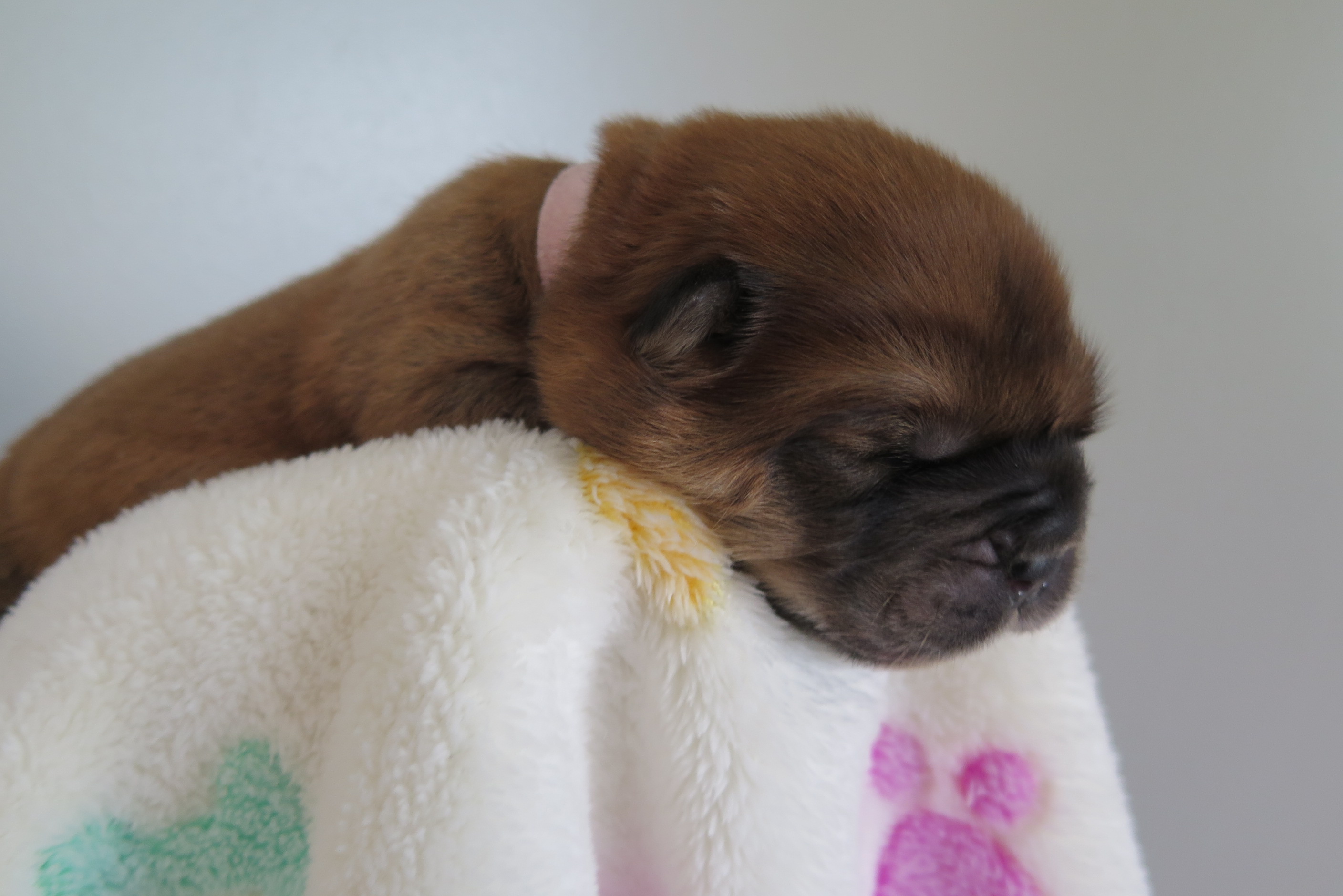 Beatrix V.D. Kroonbeek  (Puppy Roze)  Rood Langhaar