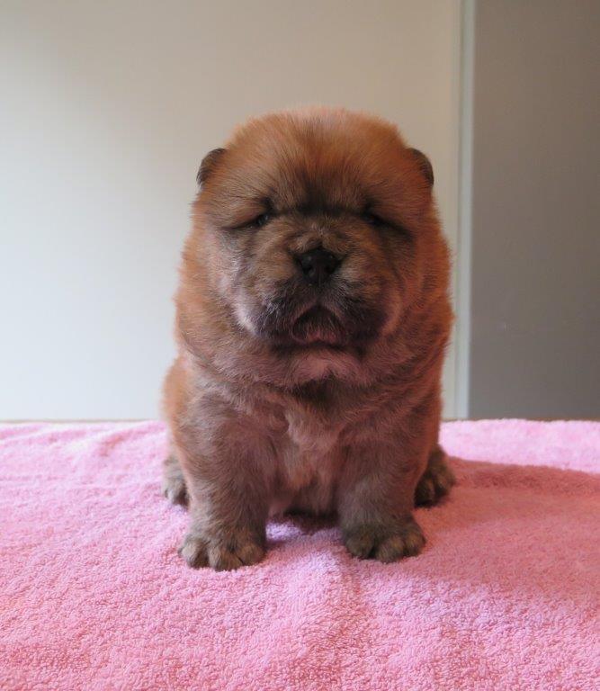 Beatrix V.D. Kroonbeek (Puppy Pink) day 29 Beatrix V.D. Kroonbeek (Puppy Pink) Red Smooth