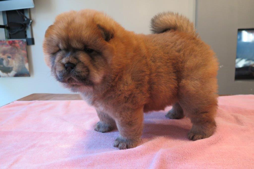 Beatrix V.D. Kroonbeek (Puppy Pink) Red  Smooth
