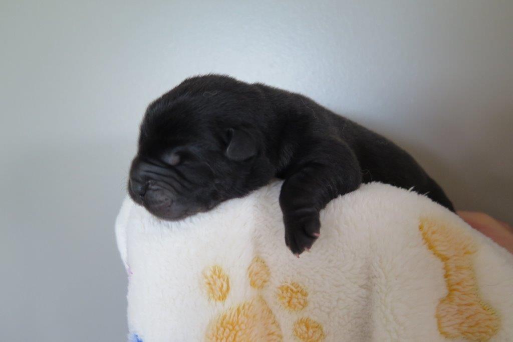 Bowy V.D. Kroonbeek (Puppy Black) day 2 Bowy V.D. Kroonbeek (Puppy Black) Black Smooth