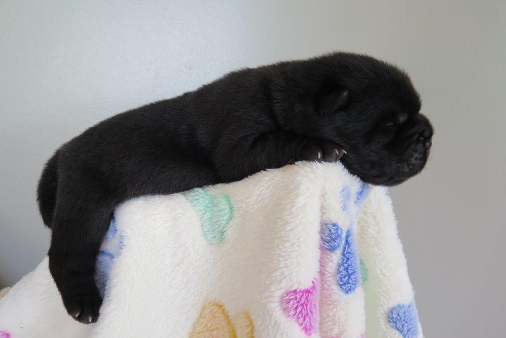 Bowy V.D. Kroonbeek (Puppy Black) day 8 Bowy V.D. Kroonbeek (Puppy Black) Black Smooth
