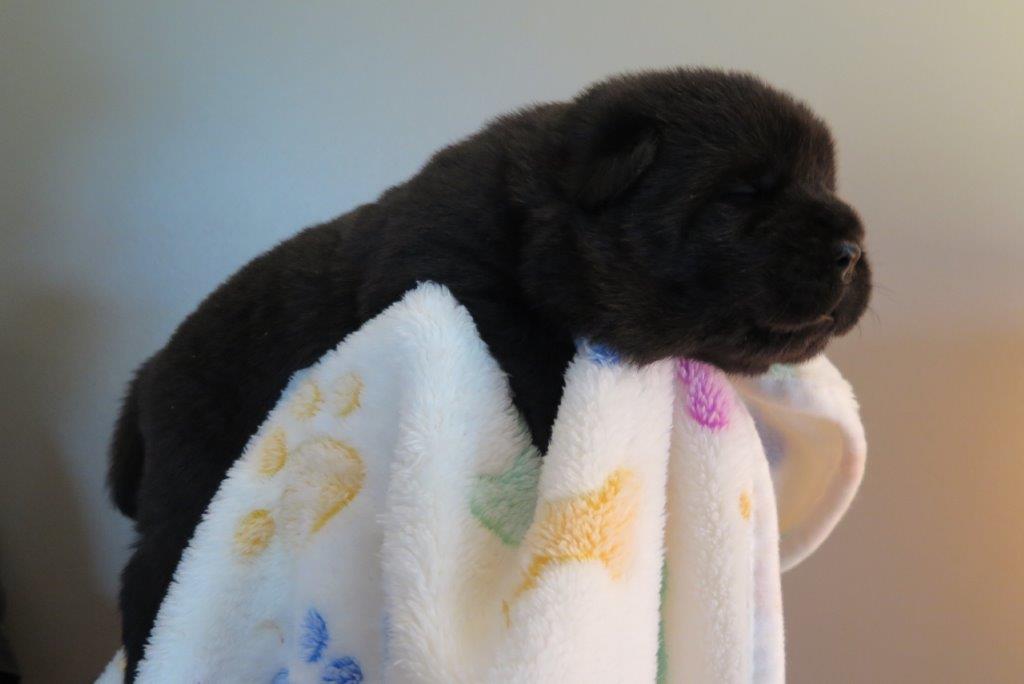 Bowy V.D. Kroonbeek (Puppy Black) day 15 Bowy V.D. Kroonbeek (Puppy Black) Black Smooth
