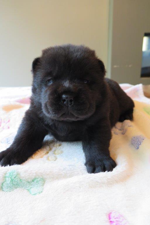 Bowy V.D. Kroonbeek (Puppy Black) day 22 Bowy V.D. Kroonbeek (Puppy Black) Black Smooth