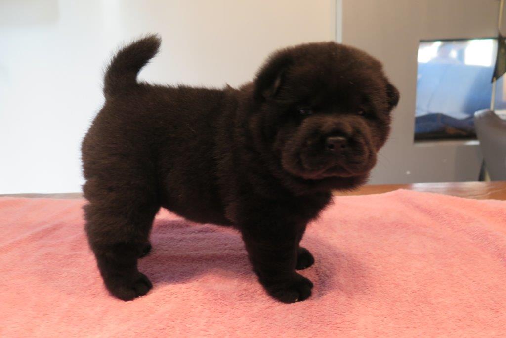 Bowy V.D. Kroonbeek (Puppy Black) day 29 Bowy V.D. Kroonbeek (Puppy Black) Black Smooth