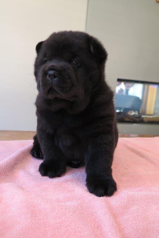 Bowy V.D. Kroonbeek (Puppy Black) day 36 Bowy V.D. Kroonbeek (Puppy Black) Black Smooth