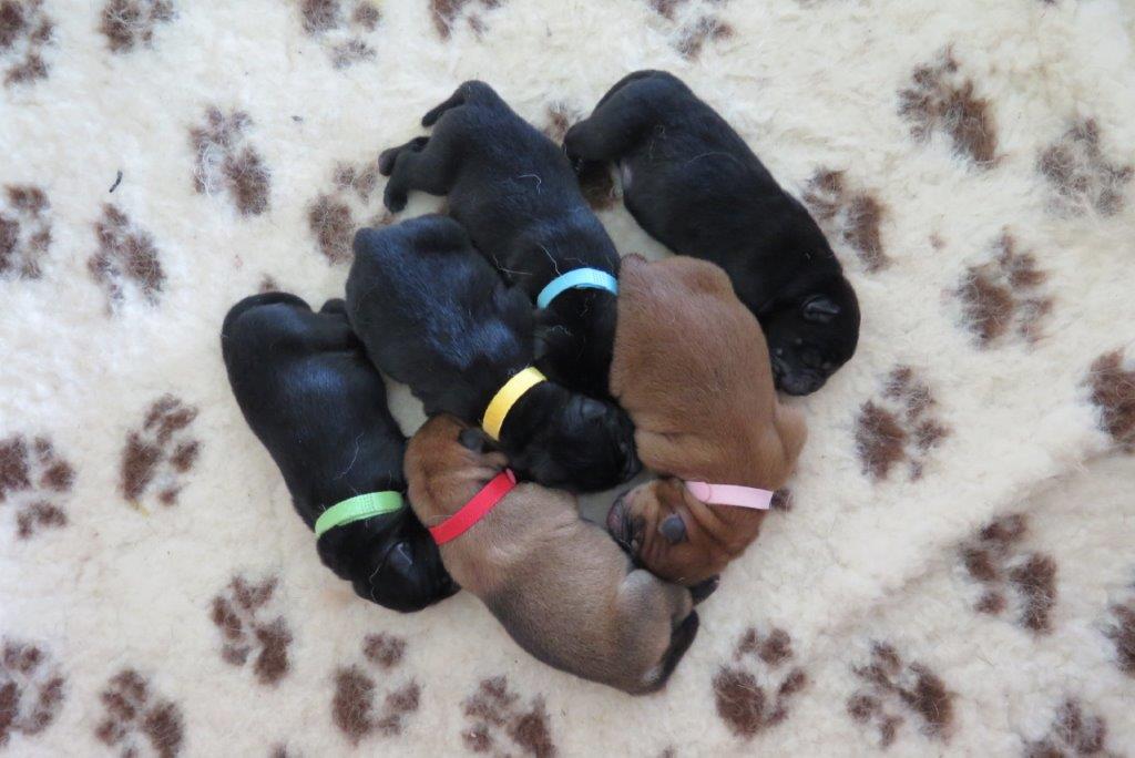 Puppies Day 2 B-Litter Kasa van de Beerse Haj