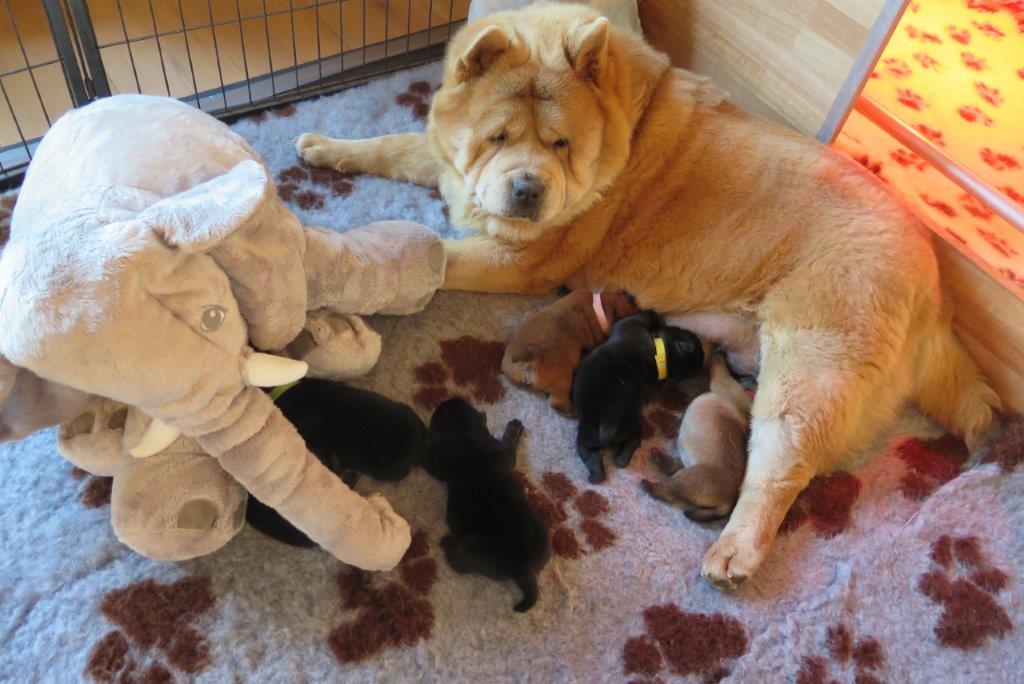 Puppies Day 5 B-Litter Kasa van de Beerse Haj