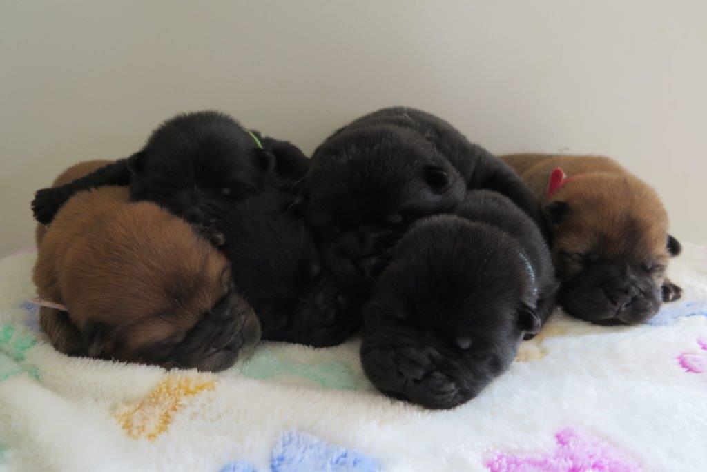 Puppies Day 8 B-Litter Kasa van de Beerse Haj