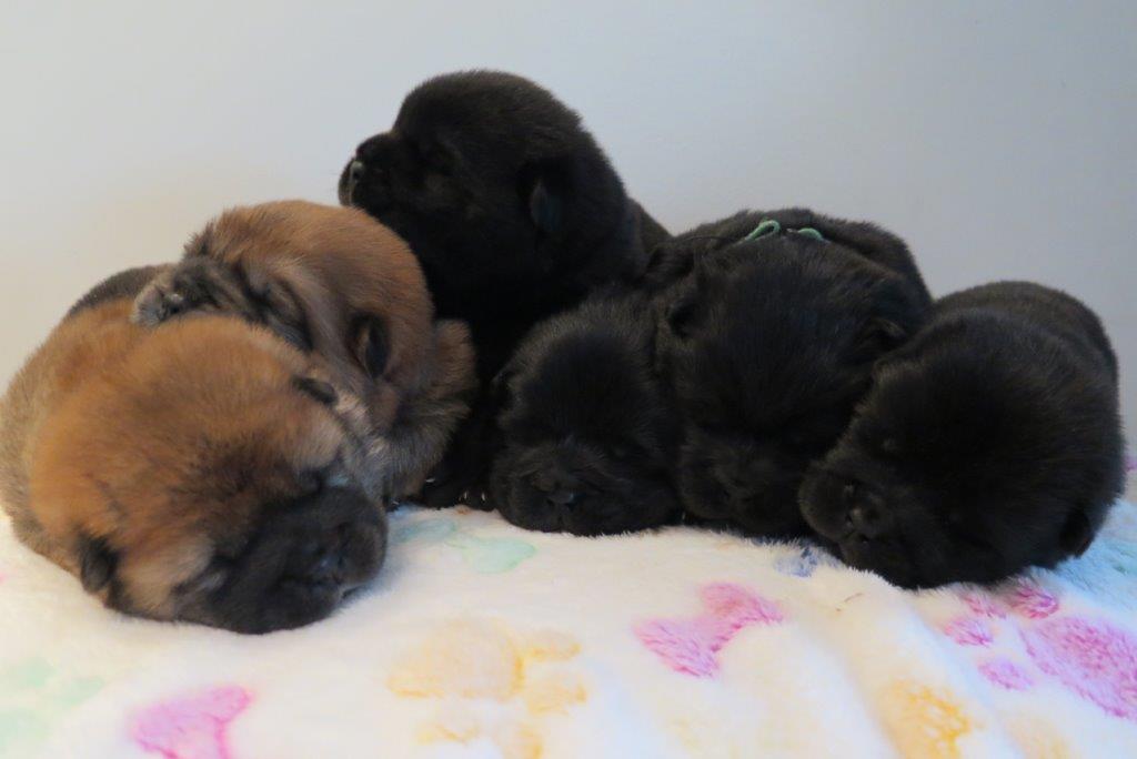 Puppies Day 15 B-Litter Kasa van de Beerse Haj