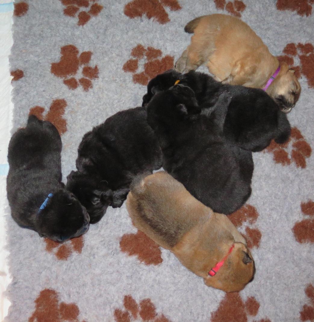 Puppies Day 21 B-Litter Kasa van de Beerse Haj