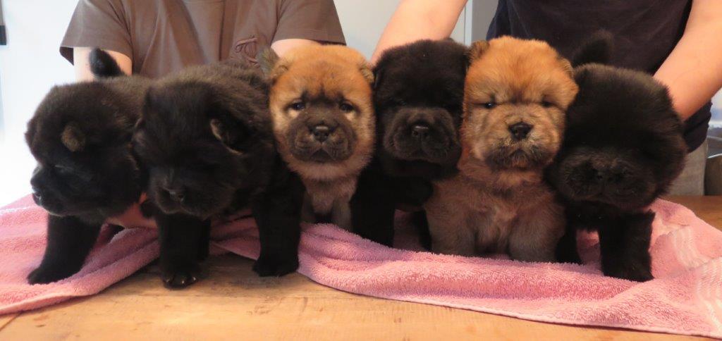Puppies Day 29 B-Litter Kasa van de Beerse Haj