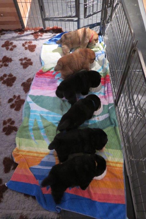 Puppies Day 29 B-Litter Kasa van de Beerse Haj