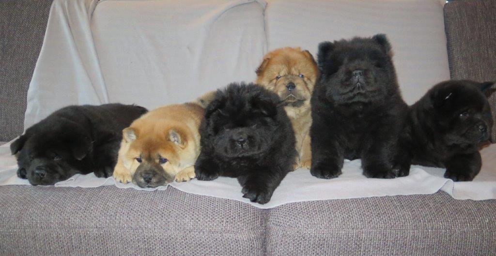 Puppy's dag 50 B-Nest van Kasa van de Beerse Haj
