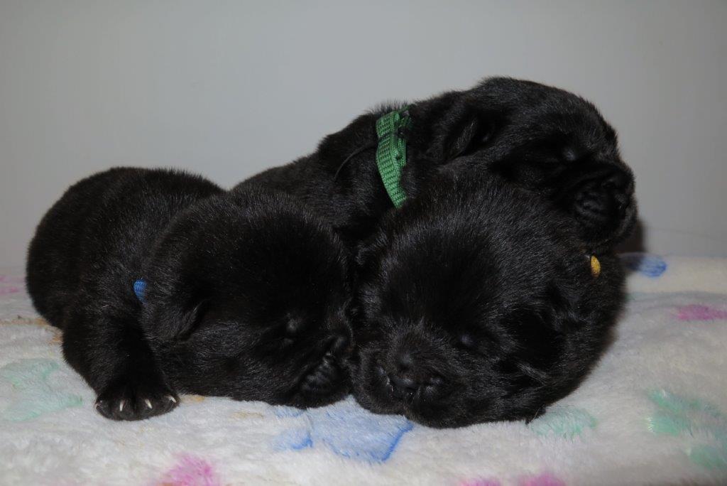 Dog Puppies day 15 B-Litter dogs Kasa van de Beerse Haj