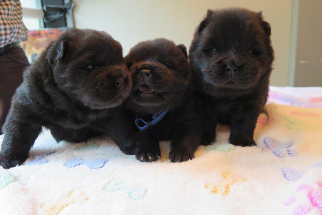 Dog Puppies day 22 B-Litter dogs Kasa van de Beerse Haj