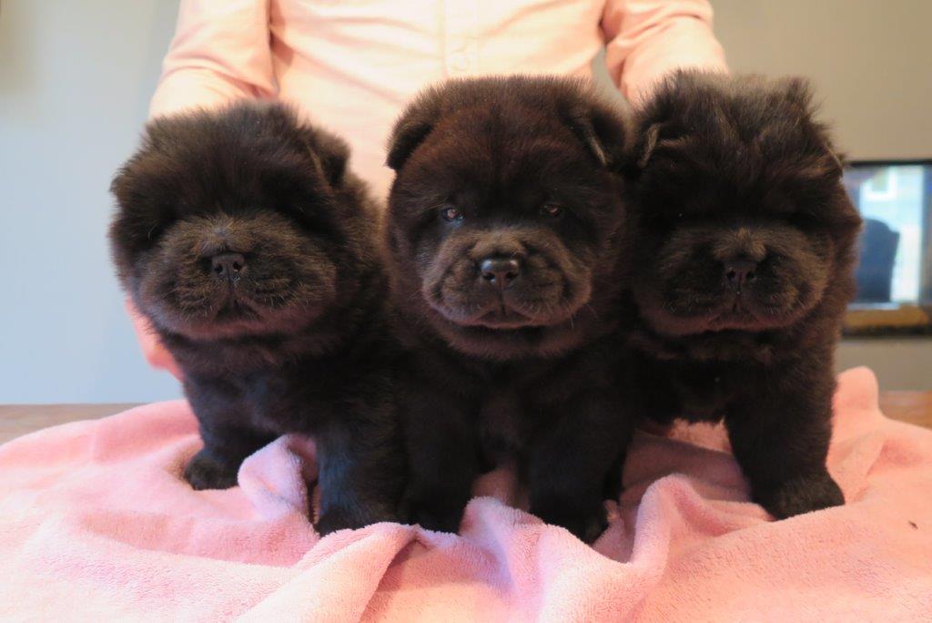 Dog Puppies day 36 B-Litter dogs Kasa van de Beerse Haj