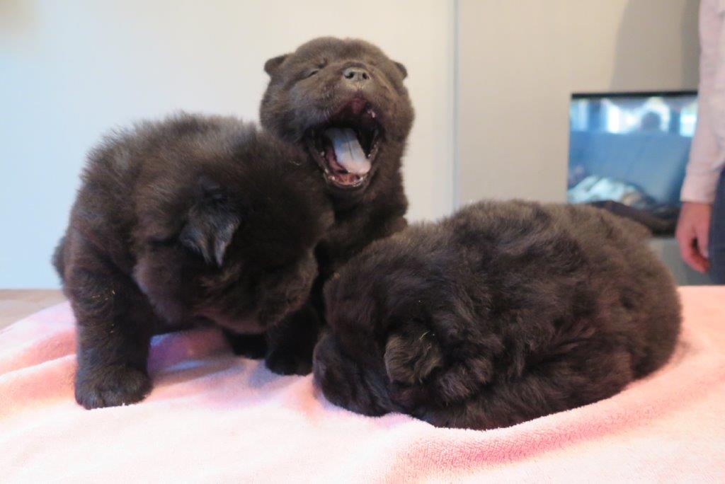 Dog Puppies day 36 B-Litter dogs Kasa van de Beerse Haj