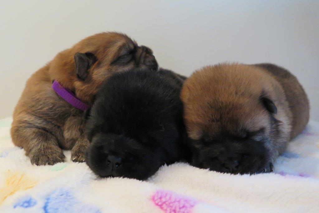 Bitch Puppies day 15 B-Litter bitches Kasa van de Beerse Haj