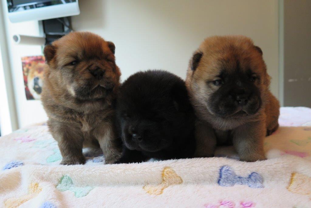 Bitch Puppies day 22 B-Litter bitches Kasa van de Beerse Haj