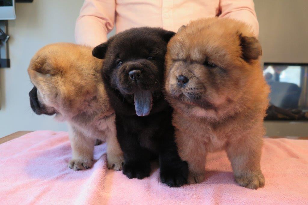 Bitch Puppies day 36 B-Litter bitches Kasa van de Beerse Haj