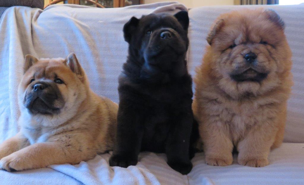 Puppy's Teef dag 50 B-Nest Teven van Kasa van de Beerse Haj