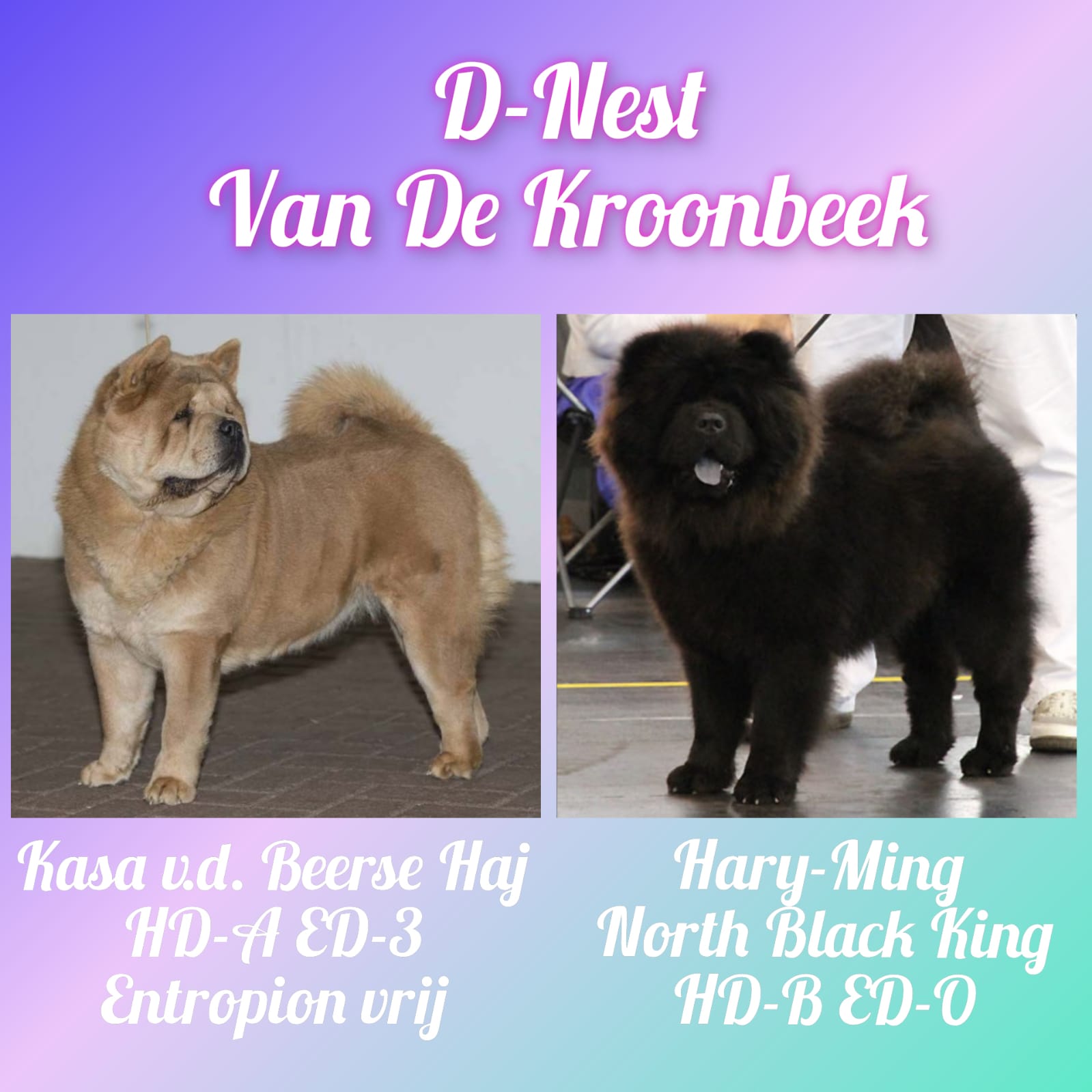 Van de Kroonbeek D-Nest Van de Kroonbeek D-Nest