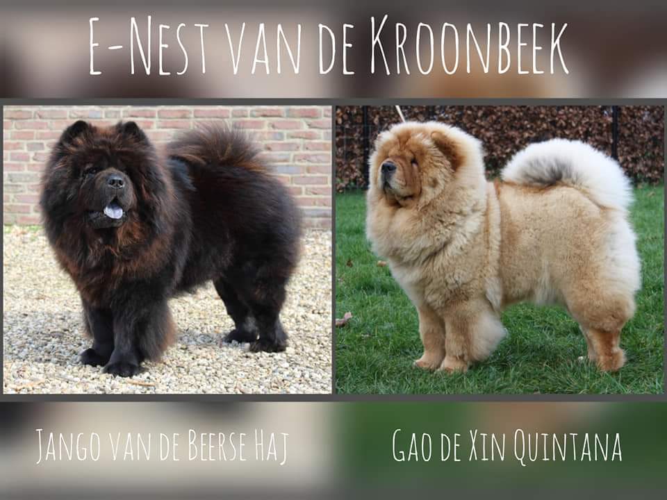 Van de Kroonbeek E-Nest Van de Kroonbeek E-Nest