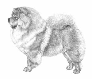 Chow Chow Chow Chow